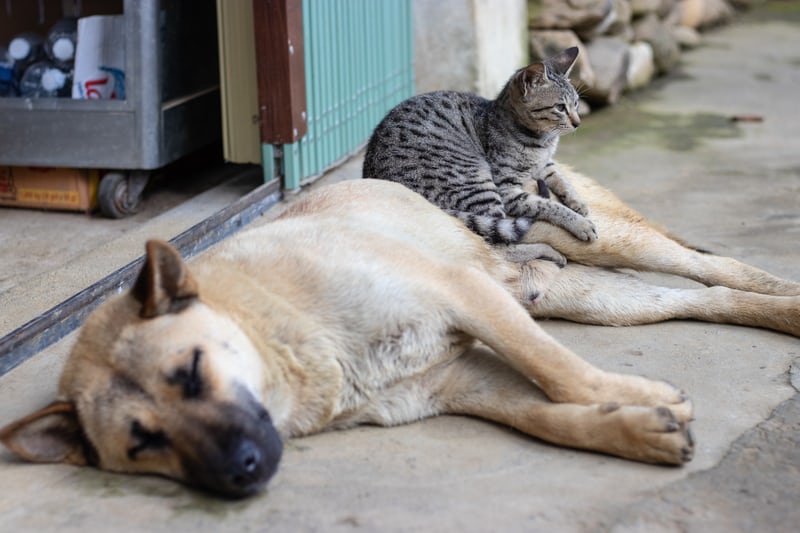 Pets and Kidney Disease