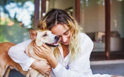 Your Pet Has Allergies, Now What?