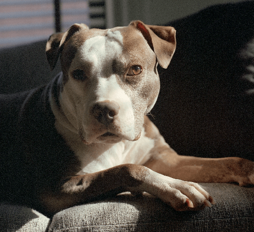 Pet Online Resources and Support online support for pet